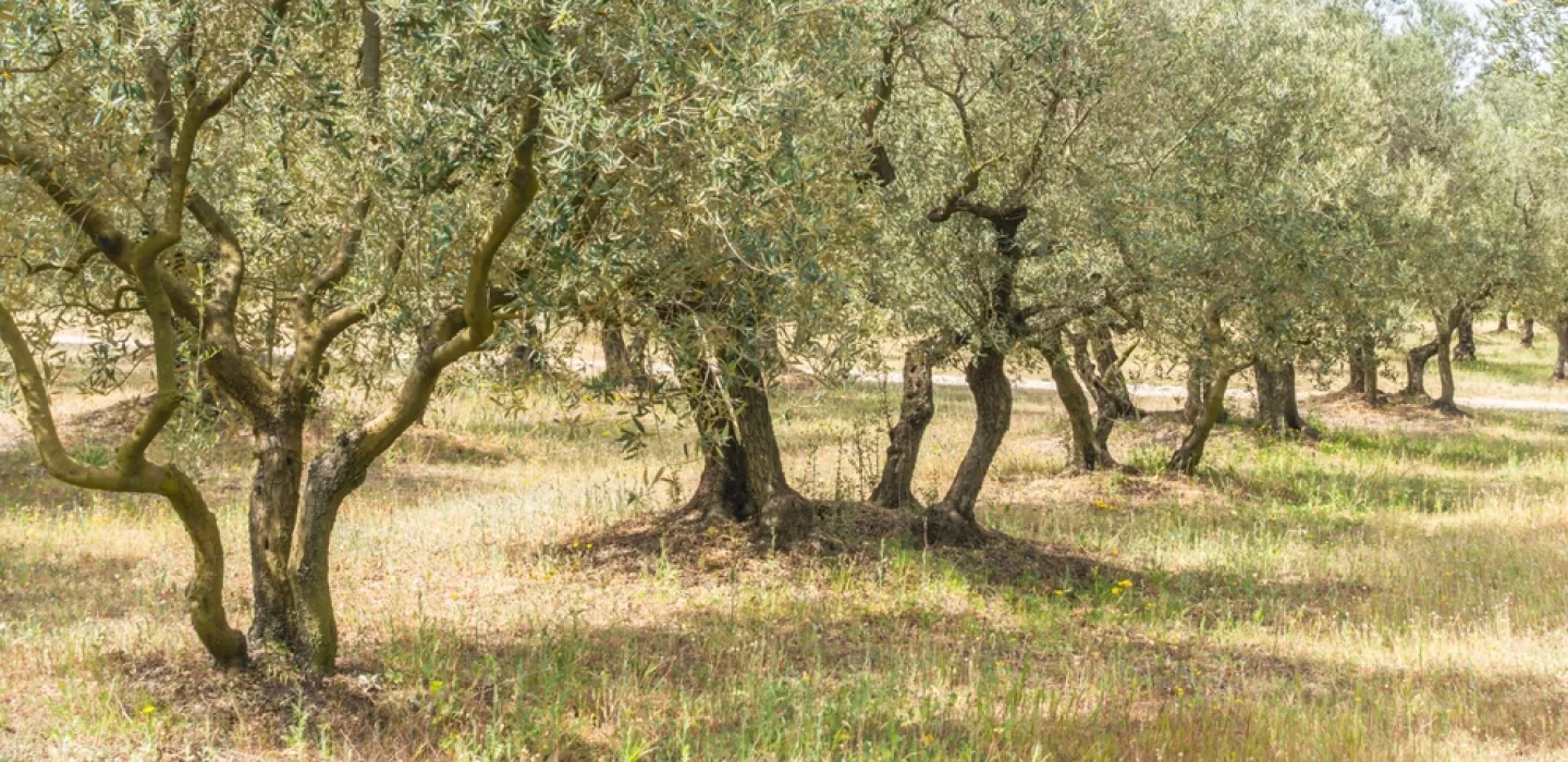Olijfbomen