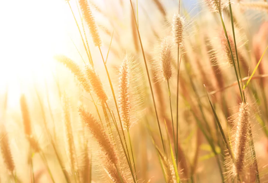 grashalmen in de zon